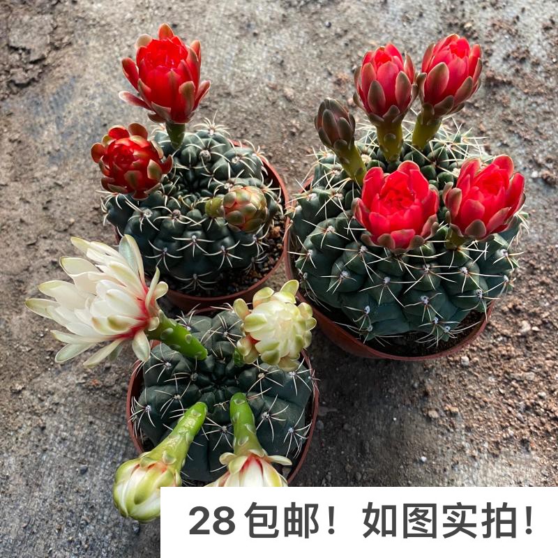实生绯花玉多肉开花多肉仙人球图片