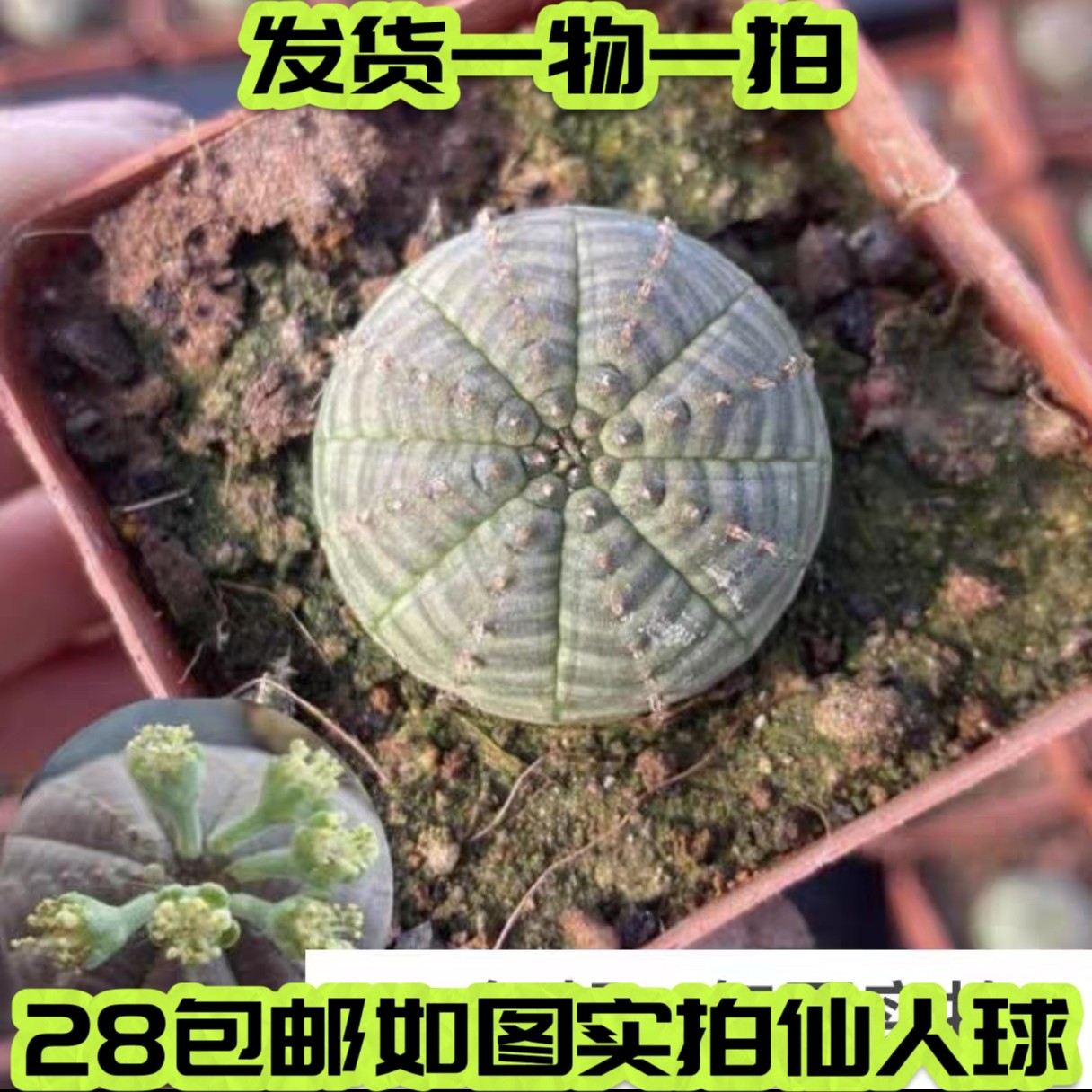 【七总】多肉，布纹球，缀化锦群生仙人球大戟科一物一拍,鲜花速递/花卉仿真/绿植园艺,多肉植物,淘宝优惠券,粉丝福利购,淘宝优惠卷