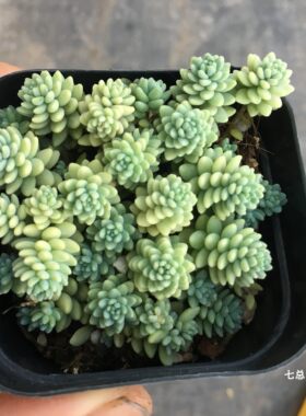 旋叶姬星美人群生多肉爆盆护盆草
