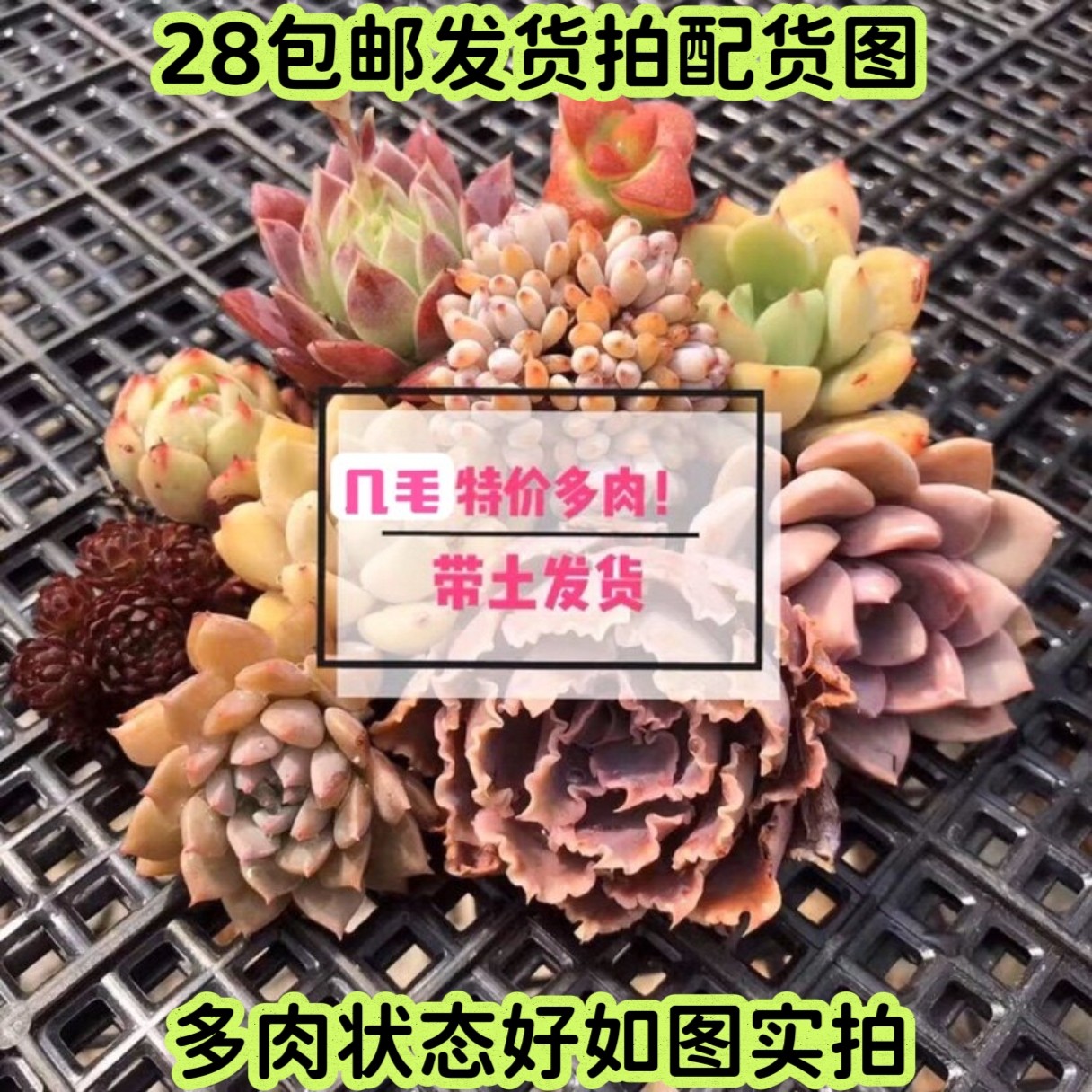 【七总】多肉，小苗带土1元桃蛋雪莲橙梦露冰玉海螺恩宠冰魄月影