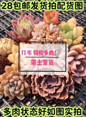 1元多肉桃蛋橙梦露雪莲麦秆带土