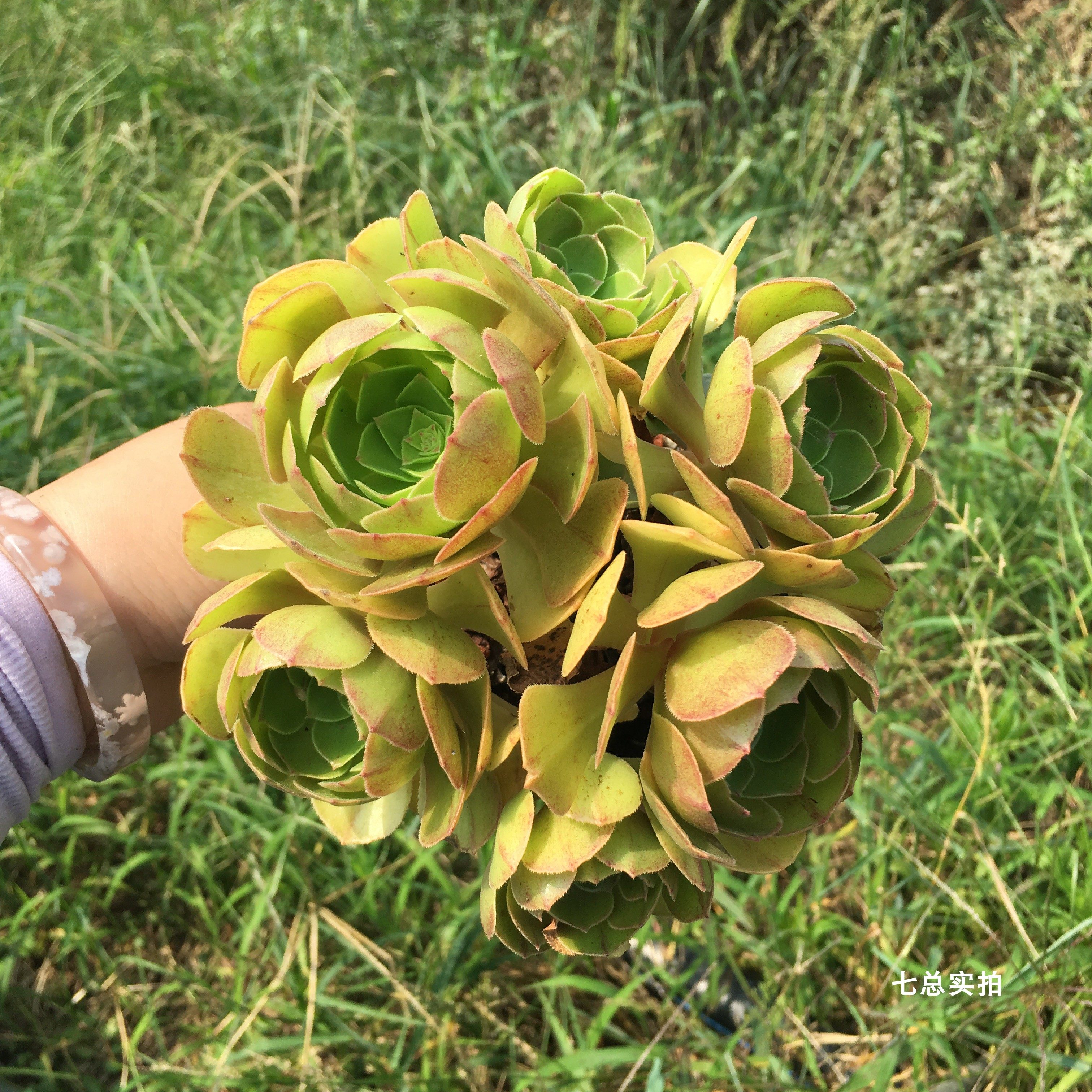 【七总】多肉,万圣节,法师,群生大颗老桩状态稀有美观好养便宜