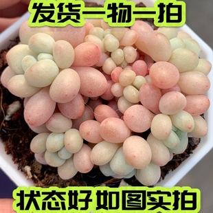 鱼子酱 多肉 单头群生洛可可奶酪达芙妮状态好一物一拍 七总