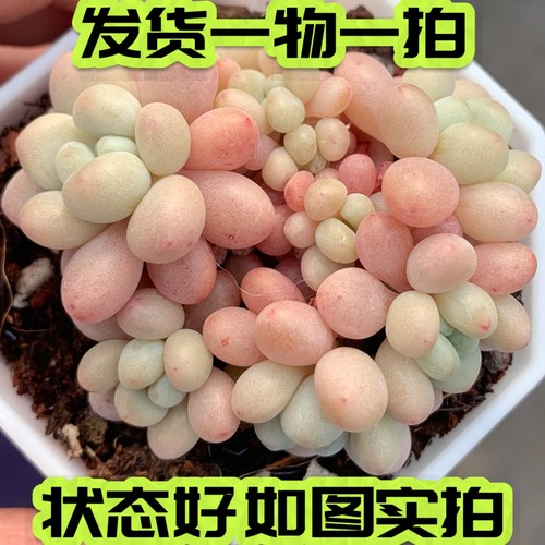 群生洛可可奶酪果冻色鱼子酱多肉