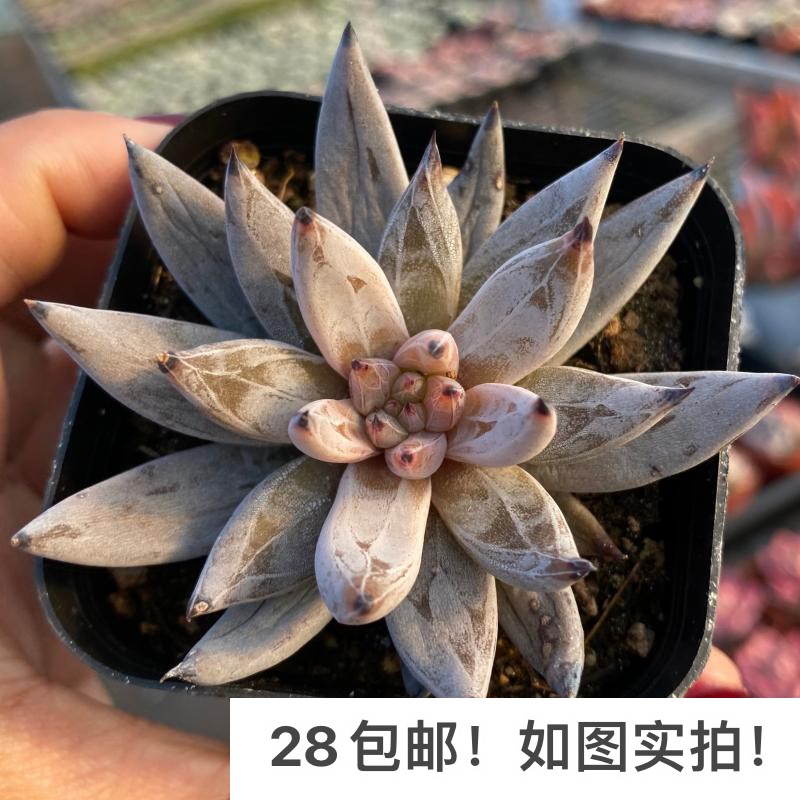 【七总】多肉,魔爪,单头大颗黑色暗纹杂交黑爪状态杂交好养便宜