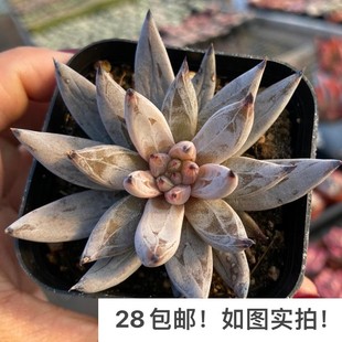 【七总】多肉，魔爪，单头大颗黑色暗纹杂交黑爪状态杂交好养便宜