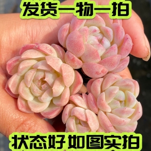 【七总】多肉，白桃汽水，糖心麦秆暗纹稀有月影杂女王一物一拍
