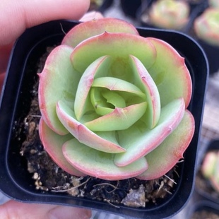 【七总】多肉，碧桃，单头大颗，群生老桩状态稀有美观好养便宜