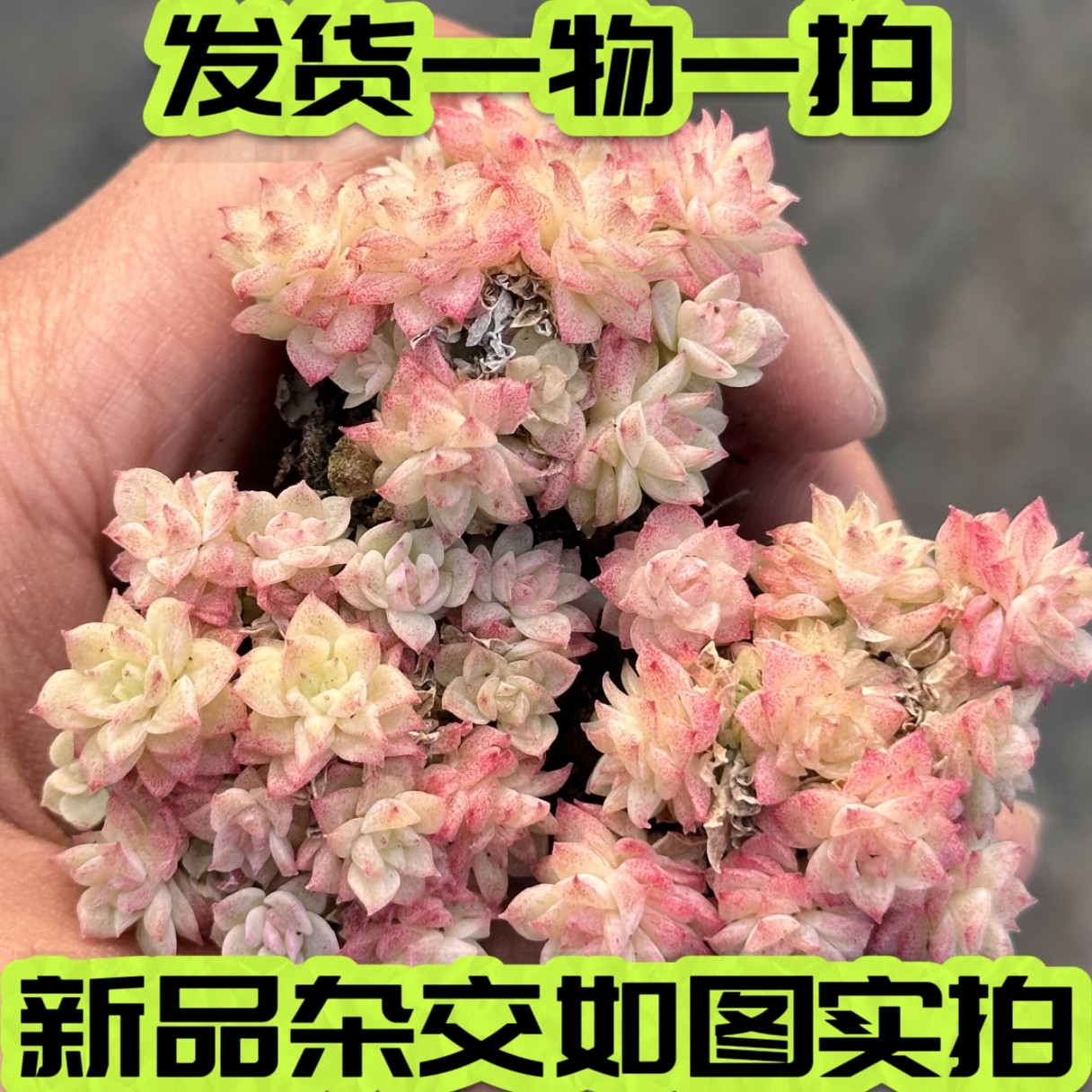 【七总】多肉，橙花，麦秆群蝴蝶叶小叶麦秆暗纹杂交一物一拍,鲜花速递/花卉仿真/绿植园艺,多肉植物,淘宝优惠券,粉丝福利购,淘宝优惠卷