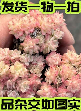 【七总】多肉，橙花，麦秆群蝴蝶叶小叶麦秆暗纹杂交一物一拍