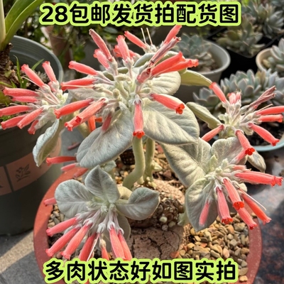 断崖女王带盆球根多肉一物一拍
