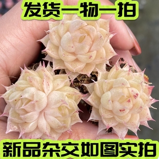 【七总】多肉，琉璃睫毛，杂交暗纹麦秆女王红边线新品一物一拍