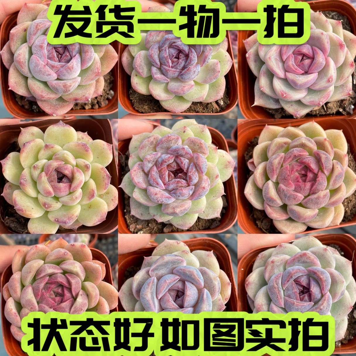 【七总】多肉，巴洛克，紫薯白紫晶紫水晶杂交糖心贵货一物一拍,鲜花速递/花卉仿真/绿植园艺,多肉植物,淘宝优惠券,粉丝福利购,淘宝优惠卷