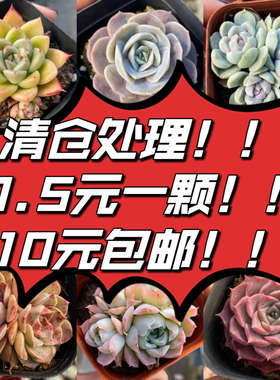 【七总】多肉植物组合新手特价法师吉娃娃梦露紫乐桃蛋麦秆超值