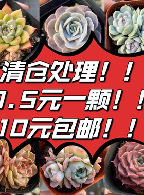 10元包邮梦露奶茶雪莲多肉新手