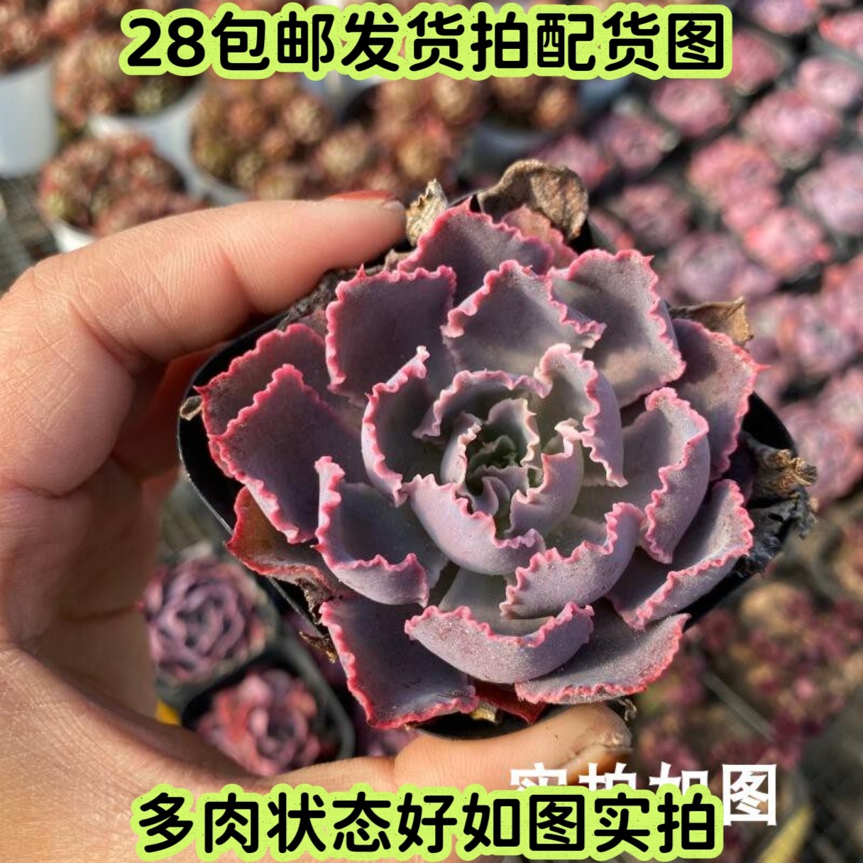 【七总】多肉，晚霞之舞，单头大颗，紫色包菜状态美观好养便宜