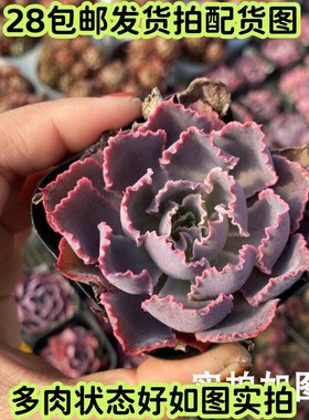 多肉晚霞之舞紫色包菜