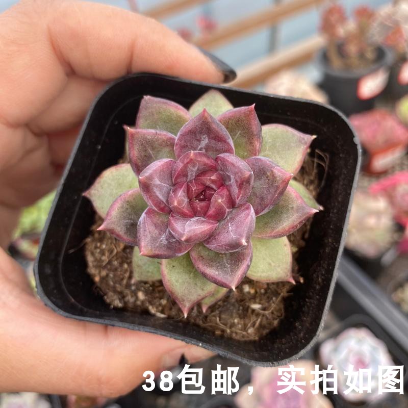 【七总】多肉,紫薇,单头紫色暗纹杂交水晶玫瑰稀有新品