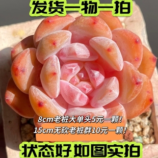 橙梦露 多肉 大颗单头群生整群砍过易度夏控养一物一拍 七总