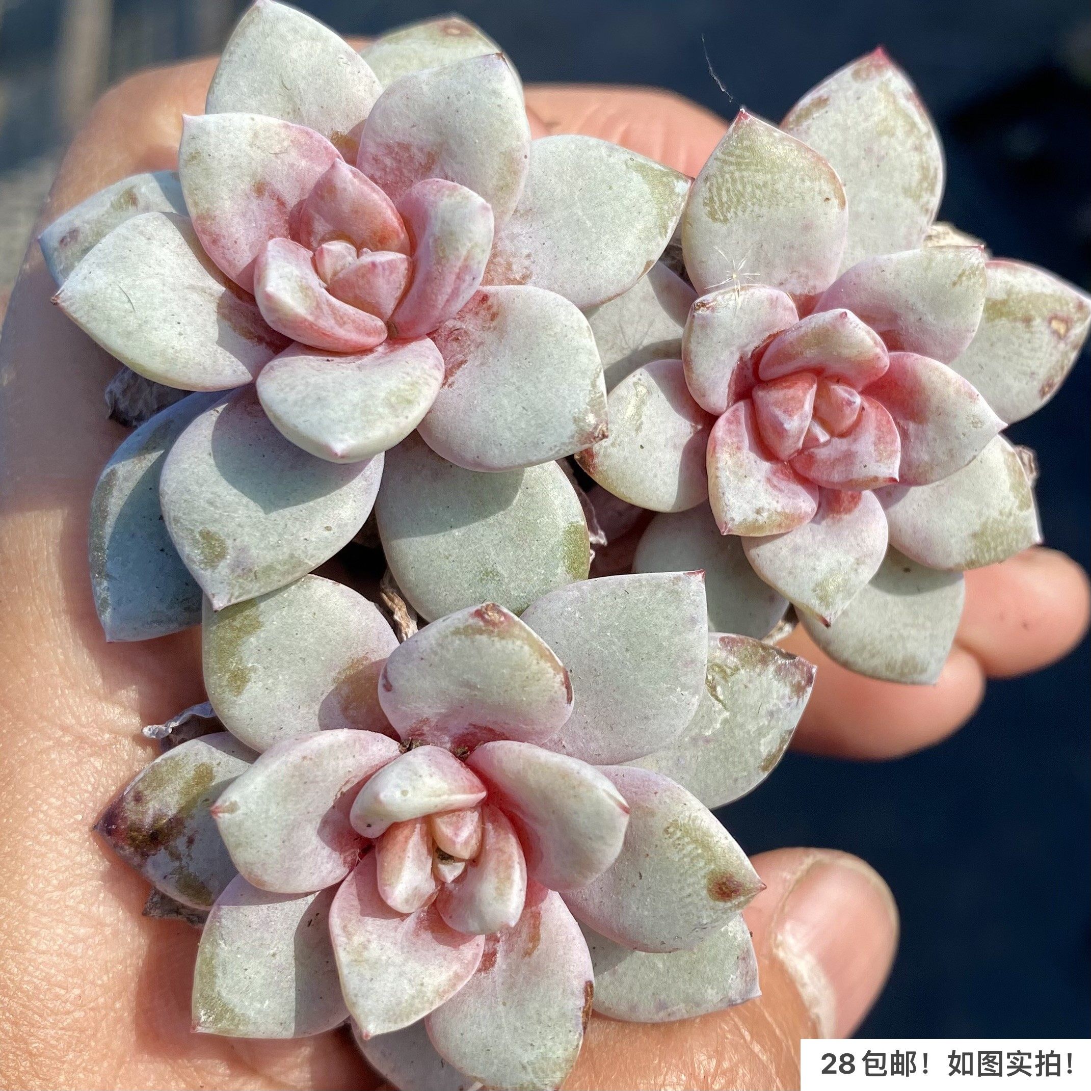 【七总】多肉，德国香槟，单头群生大颗暗纹血斑糖心红色,鲜花速递/花卉仿真/绿植园艺,多肉植物,淘宝优惠券,粉丝福利购,淘宝优惠卷