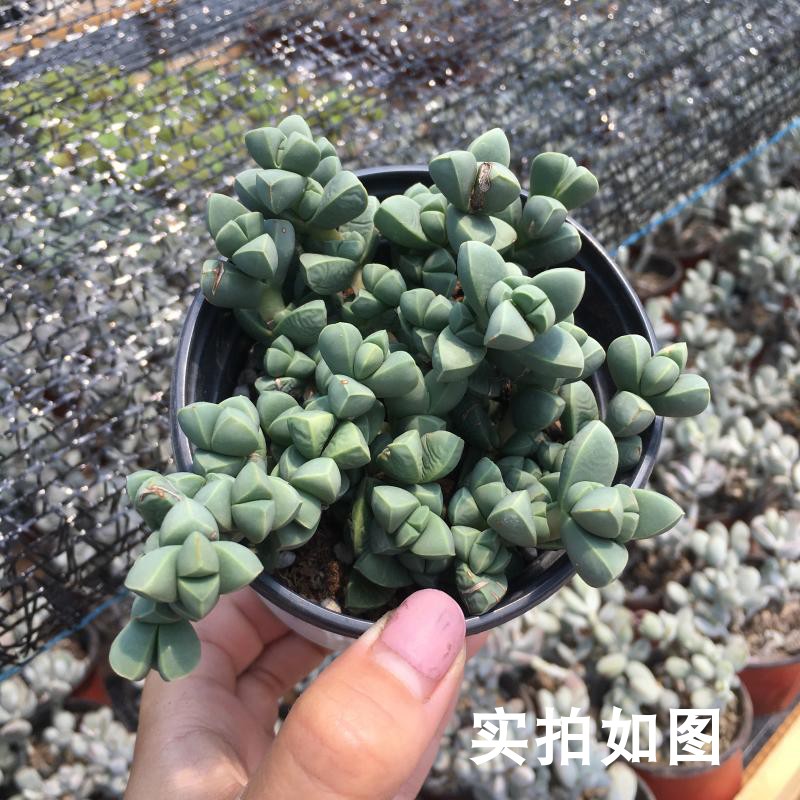 多肉鹿角海棠稀有好养