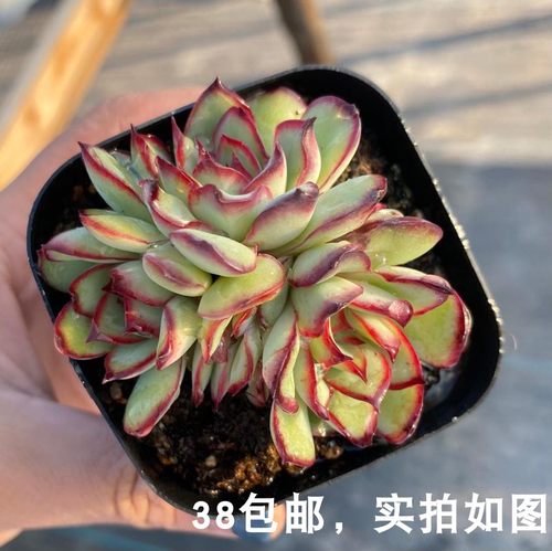 花月夜多肉价格 花月夜多肉图片 星期三