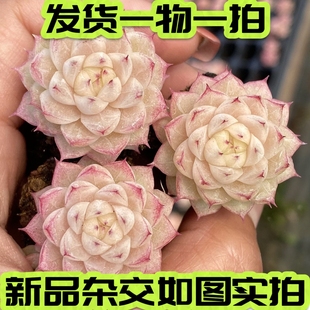 【七总】多肉，千层雪，杂交暗纹麦秆女王红边线新品一物一拍