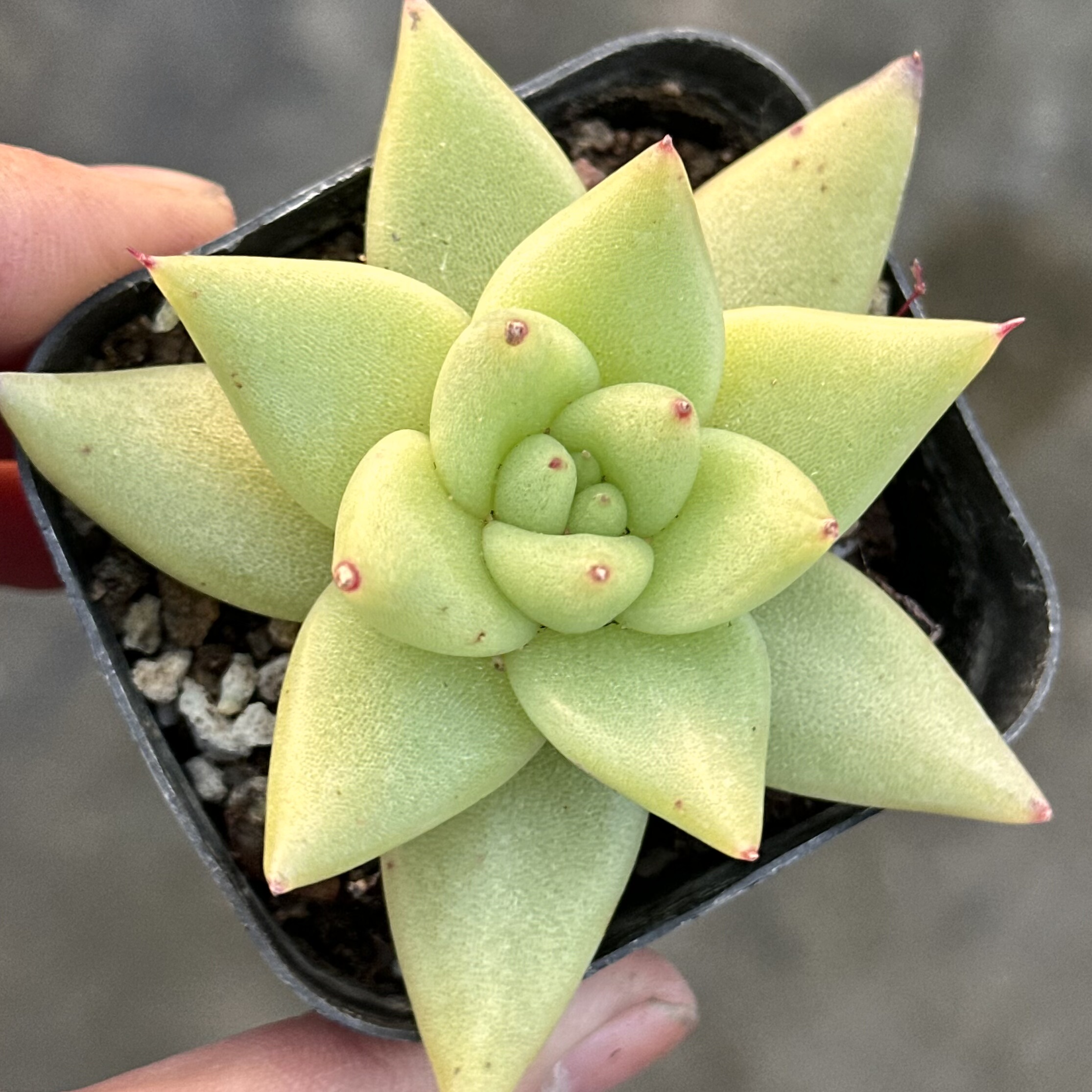 黄金玛利亚多肉血斑单头乌木