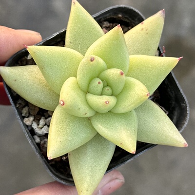 黄金玛利亚多肉血斑单头乌木