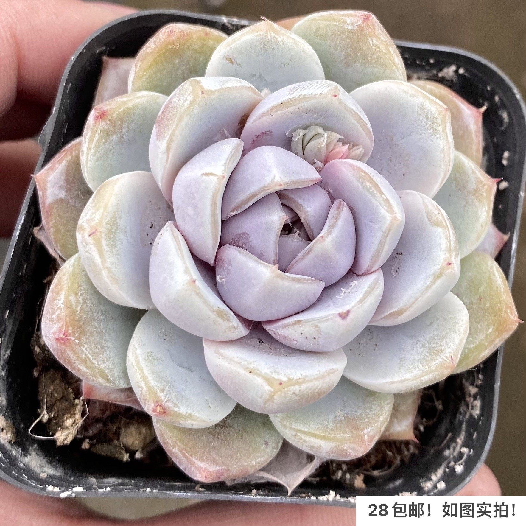 【七总】多肉，雪兔，厚叶大颗多头群生紫色稀有美观好养,鲜花速递/花卉仿真/绿植园艺,多肉植物,淘宝优惠券,粉丝福利购,淘宝优惠卷