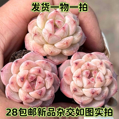 一物一拍梦露暗纹美尼糖心杂交