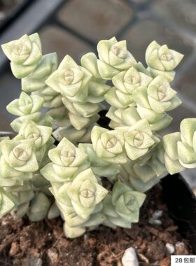 蜡笔多肉小米星锦群生大颗