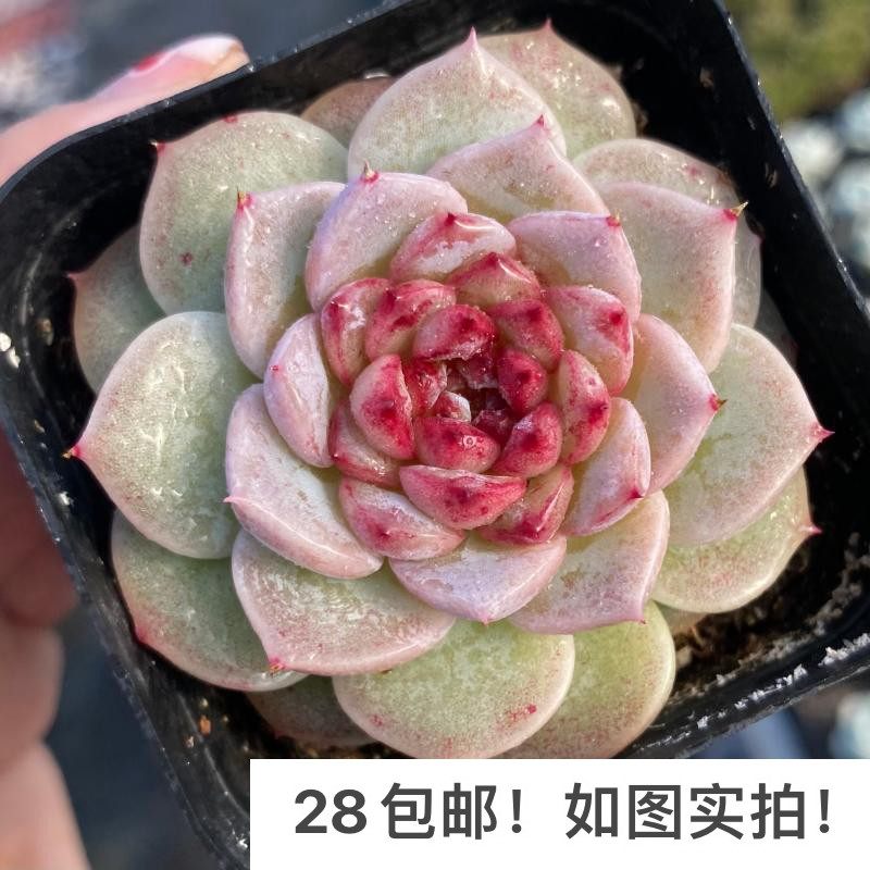 【七总】多肉，天鹅绒，丸叶状态好冰糖心月影稀有植物,鲜花速递/花卉仿真/绿植园艺,多肉植物,淘宝优惠券,粉丝福利购,淘宝优惠卷