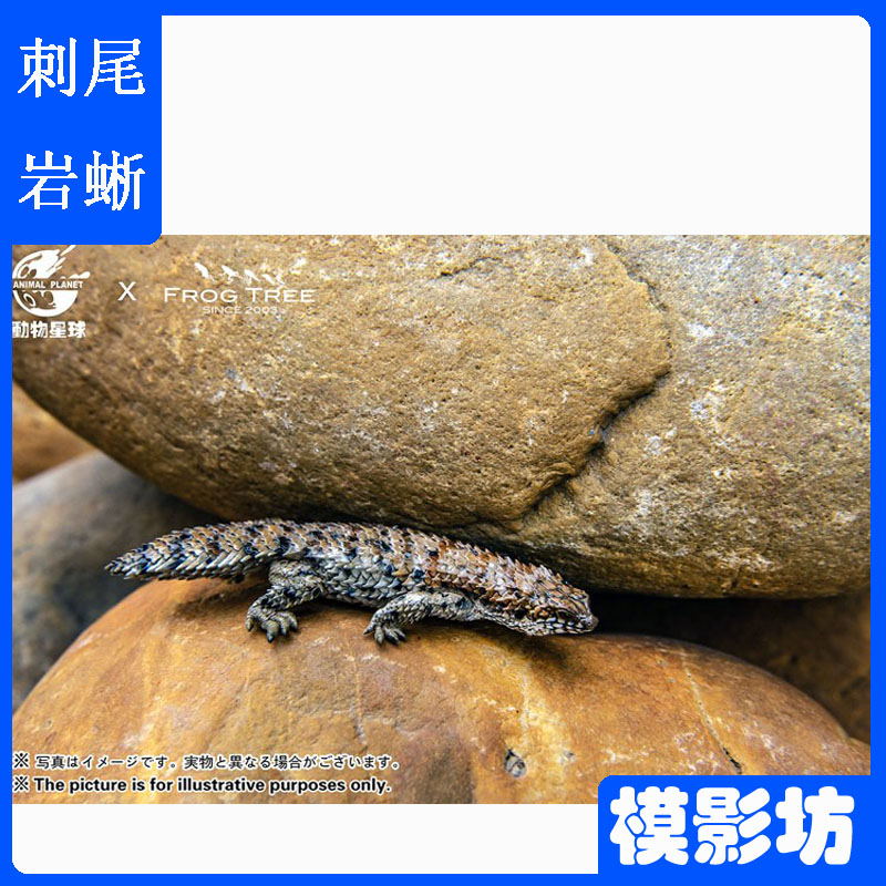 动物星球 第1弹刺尾岩蜥日本原型师蟹蟲修造蜥蜴模型玩具树脂手办