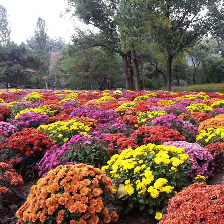 室外易活花种子四季种开花花草地被菊...