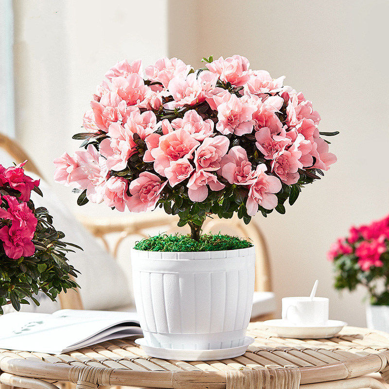 杜鹃花盆栽植物室内带花好养的花常年四季开花花卉观花植物 万花谷花卉旗舰店 淘优券