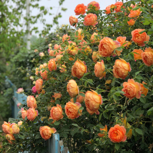 蜂蜜焦糖月季花苗盆栽 四季开花 爬墙藤本花卉阳台庭院花卉植物