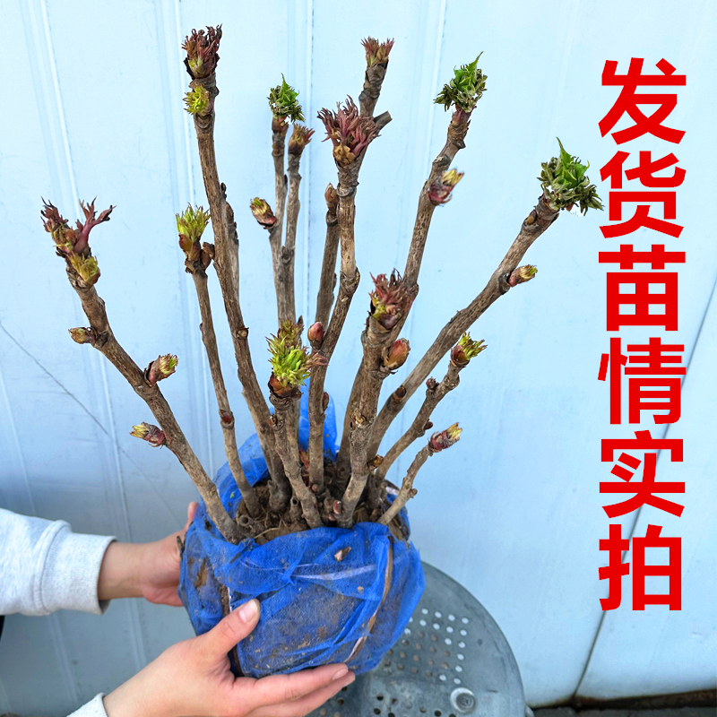 耐寒 精品多分枝牡丹花苗盆栽 大花浓香 阳台客厅庭院花卉植物 鲜花速递/花卉仿真/绿植园艺 绣球/木绣球/木本植物 原图主图