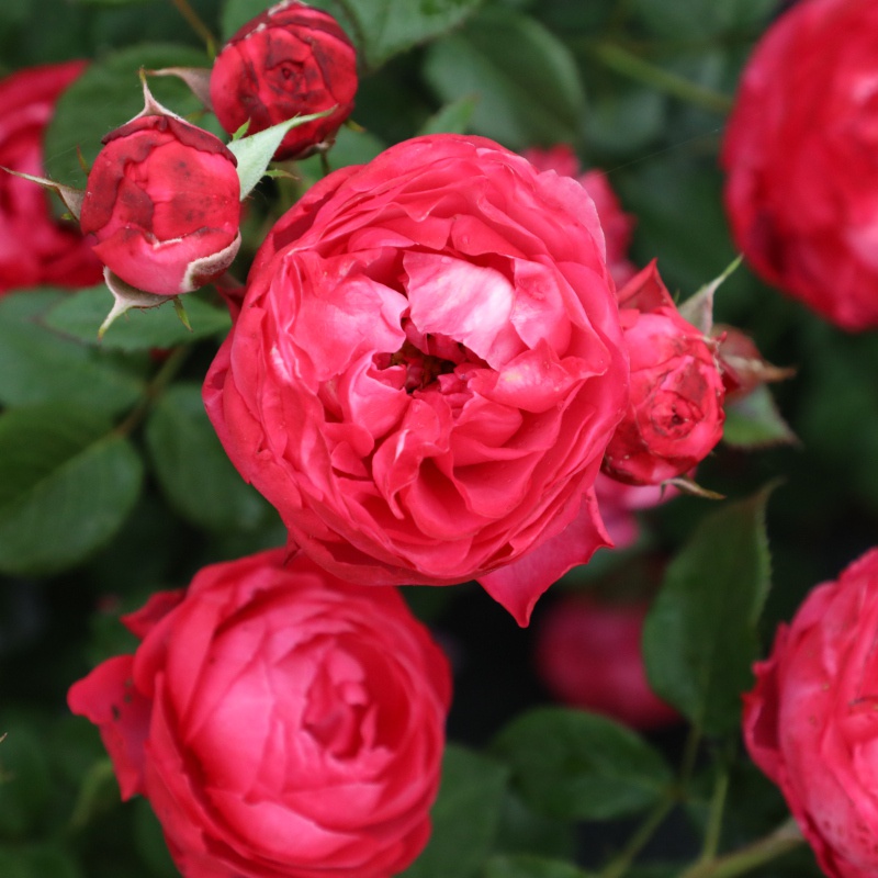 乔治一世国王月季花苗庭院阳台盆栽花卉四季开花勤花丰花植物花卉