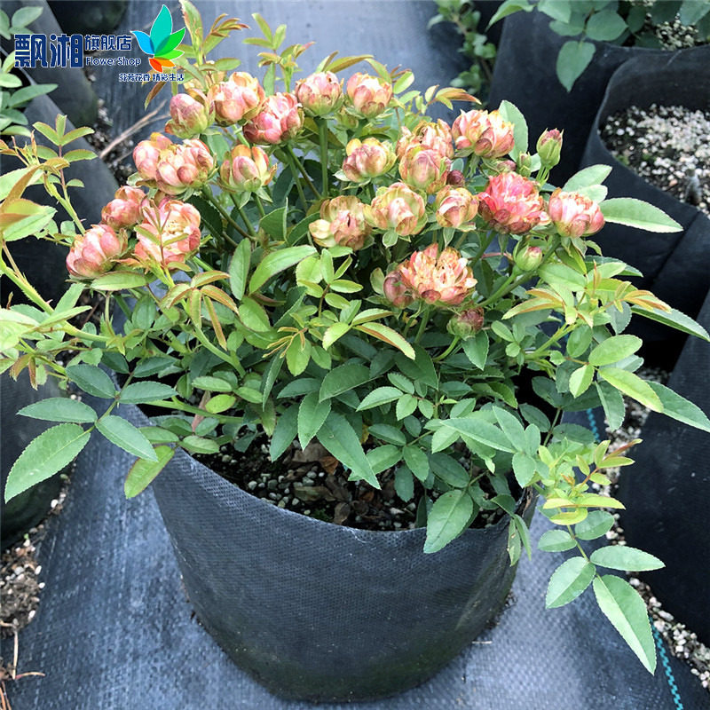 小萝卜月季花苗红闪电多花月季多头微型玫瑰四季开花阳台盆栽微月