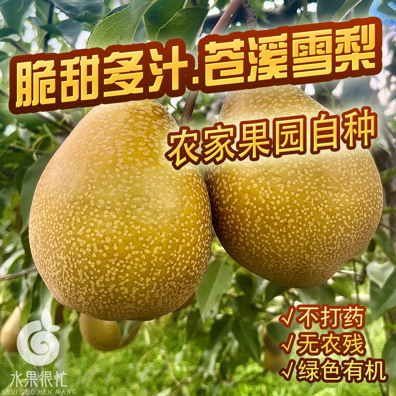 正宗四川苍溪雪梨整箱现摘现发新梨