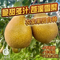 正宗四川苍溪雪梨整箱现摘现发新鲜当季酥梨薄皮孕妇多汁脆甜水果