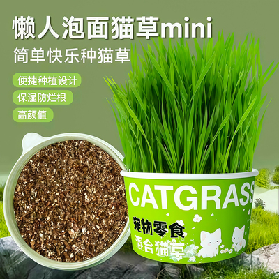 懒人泡面猫草盆栽种子猫薄荷化毛