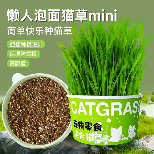 懒人泡面猫草盆栽种子猫薄荷化毛