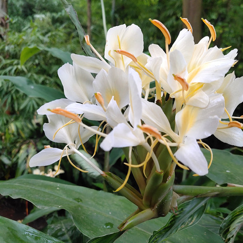 白姜花种球黄姜非常香蝴蝶花