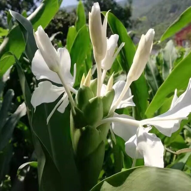 白姜花种球带芽苞一年四季栽培盆栽地栽包成活