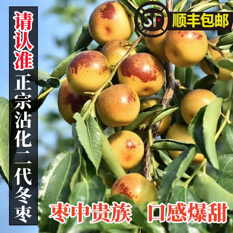 5A短枝二代沾化冬枣新鲜脆甜顺丰