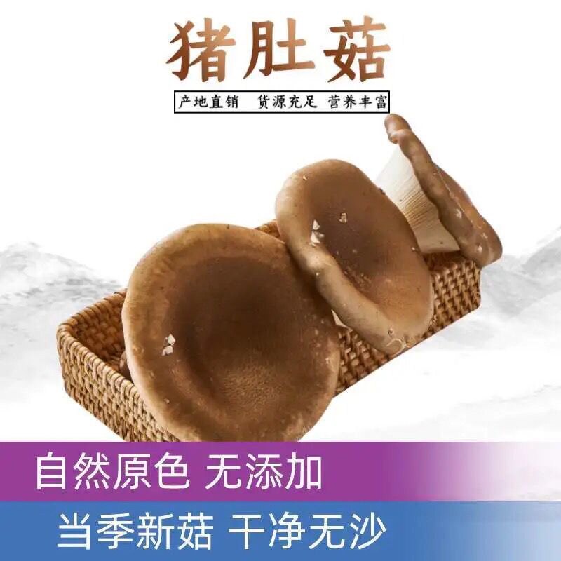 猪肚菇大伞菌人工蘑菇非野生菌菇云南菜菜高档高蛋白纯天然无添加