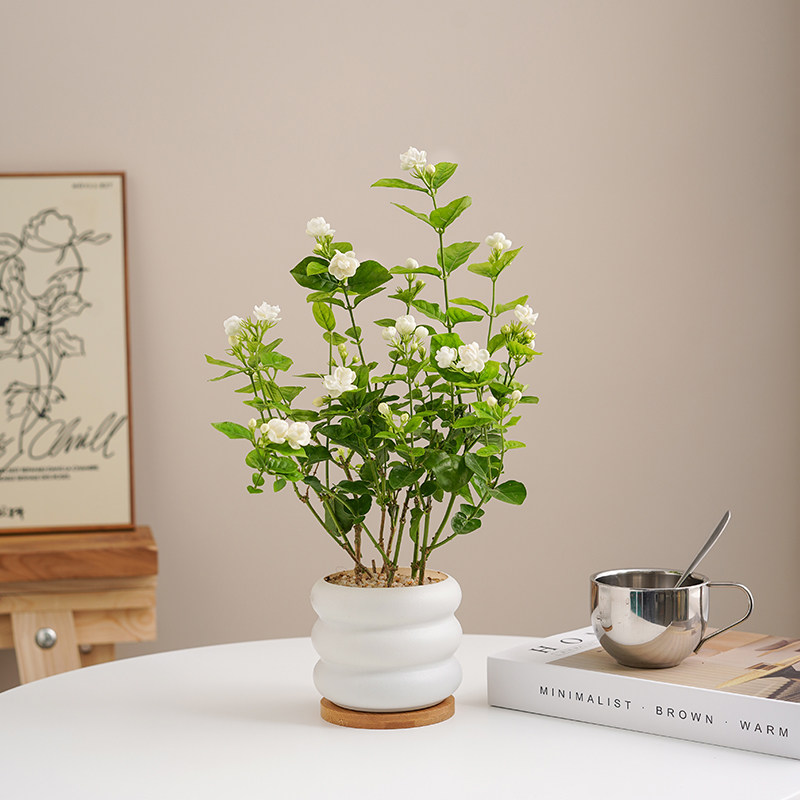 茉莉花盆栽带花苞九里香老桩图片