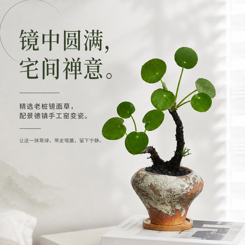 网红镜面草拍照出片小众高级绿植